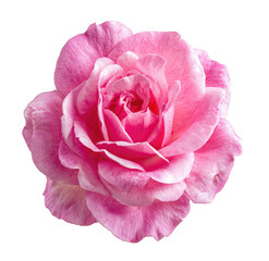 Close-up of a single, vibrant pink rose.  The petals are a soft, delicate pink, layered and smooth.  A central, darker pink core is visible.  Isolated on a pure black background