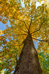 Vibrant Golden Maple Tree Canopy Against a Deep Blue Sky