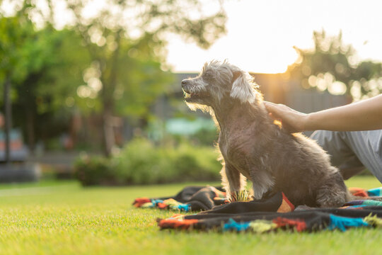 Pet care worker taking care of her cute dog. Young woman getting pet therapy. Asian female playing with old dog in park. Adopted, Hugs and kiss, Love, Care, Friendship, Casual style, Happy, Positive.
