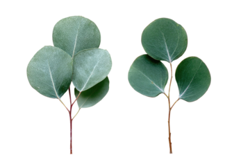 Two sprigs of eucalyptus leaves, isolated on black.  Soft, muted green leaves are grouped on stems against a stark black backdrop.  The leaves have a circular, slightly overlapping arrangement