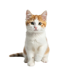 Obraz premium Orange and White Kitten Sitting isolated on a transparent background