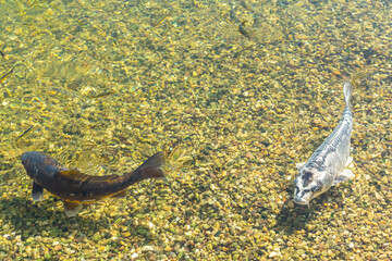 Aerial view photograph of a dark fish and a lighter, mottled fish (likely Koi) swimming in clear, shallow water over a brightly lit, multicolor gravel bed at the bottom