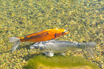 Bright orange and white Koi fish facing a mottled grey and black Koi fish, swimming over a submerged mossy rock and multicolored gravel bed in clear, shallow water