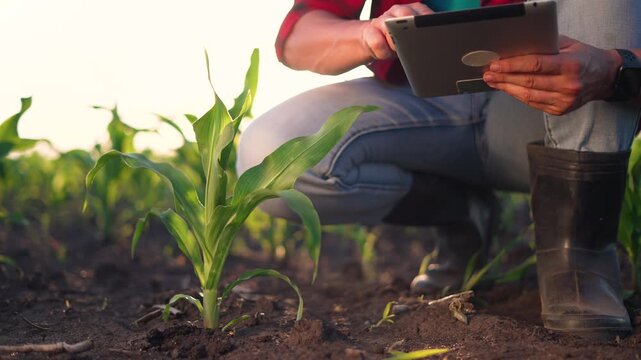 Examining young corn plant with tablet for agriculture farmer kneels in field pointing at leaf checking seedling health and soil condition monitoring crop growth inspection using tablet to record data