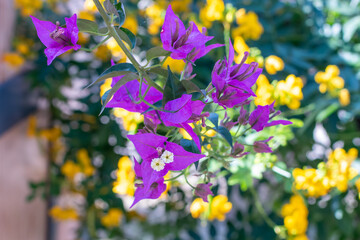 Striking close-up photograph featuring vibrant magenta Bougainvillea bracts and white flowers contrasting sharply with a softly blurred background of bright yellow blossoms and green foliage