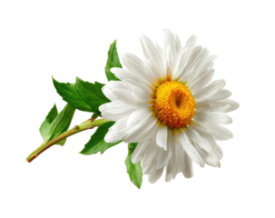 Close-up of a single white daisy with dew drops