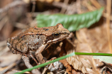 A small brown frog (Rana/Lithobates sylvaticus) is on dried leaves and forest ground in an extreme macro