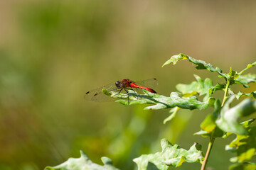 A bright red dragonfly (Red/Scarlet Darter) is perched on a jagged green oak leaf in a sunlit field, captured in a sharp macro profile shot against a soft green background