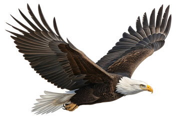 Obraz premium A magnificent American bald eagle soars high in the blue sky, wings spread in powerful flight as a majestic raptor of the wildlife