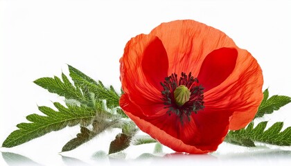 single poppy flower and leaves isolated background