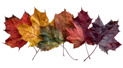 Autumn foliage display with dry maple leaves in rich colors for seasonal decoration