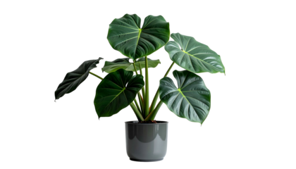 Lush green plant with large leaves in a grey pot against a black background