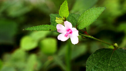 Beautiful Natural Forest with Green Trees and Leaves