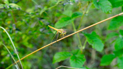 Beautiful Natural Forest with Green Trees and Leaves