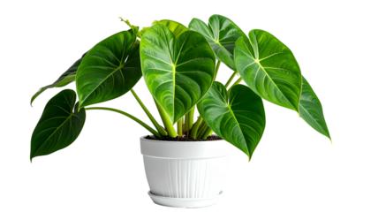 Lush green plant with large, heart-shaped leaves, potted in a white, ridged container