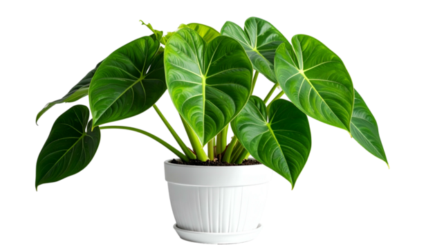 Lush green plant with large, heart-shaped leaves, potted in a white, ridged container