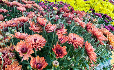 Colorful autumn flowers in a vibrant garden showcasing different chrysanthemum varieties