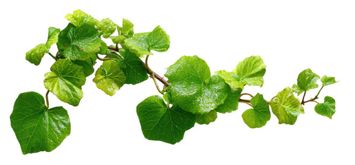 Close-up of a vine branch with heart-shaped leaves