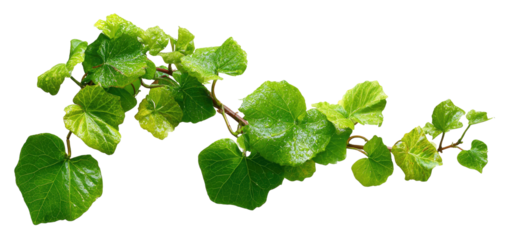 Close-up of a vine branch with heart-shaped leaves