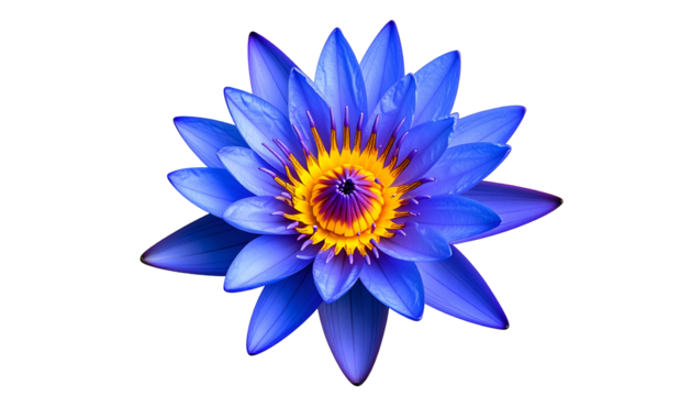 Vivid blue water lily with yellow center, petals radiating outward against a black background