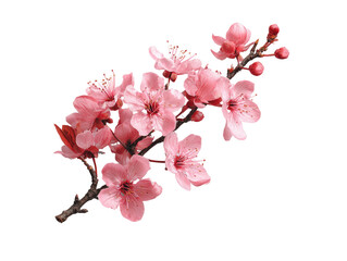 A delicate branch of blossoming pink flowers.  Close-up, isolated against a black background, showing clusters of  petals and buds