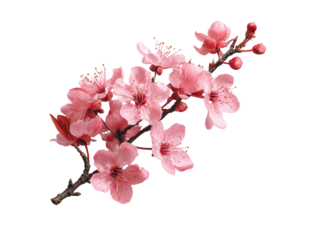 A delicate branch of blossoming pink flowers. Close-up, isolated against a black background, showing clusters of petals and buds