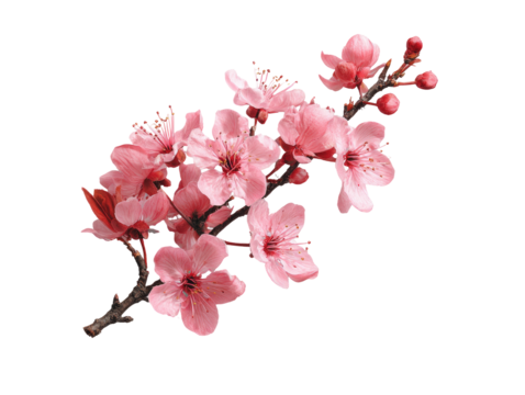 A delicate branch of blossoming pink flowers.  Close-up, isolated against a black background, showing clusters of  petals and buds