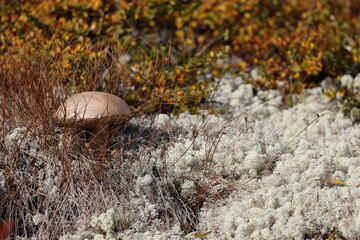 Autumn landscape in Dovrefjell National Park, Norway