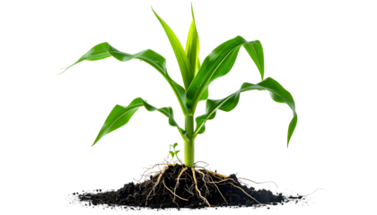 Isolated vibrant corn plant with roots and soil, showcasing growth against a black background