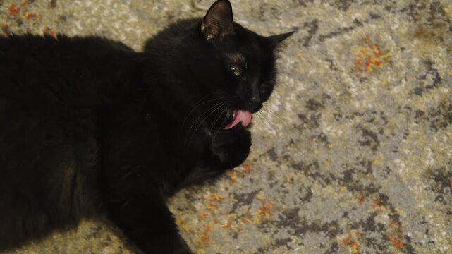 A black cat lies on a patterned carpet and licks its paw, grooming calmly in a cozy indoor setting. Peaceful domestic pet moment