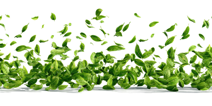 Fresh green leaves, scattered and vibrant, on a light surface