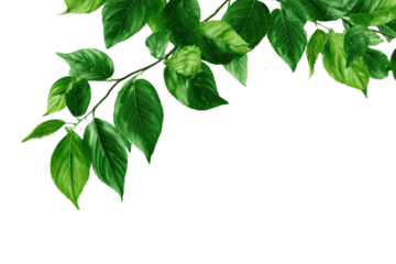 Lush green leaves branch against black
