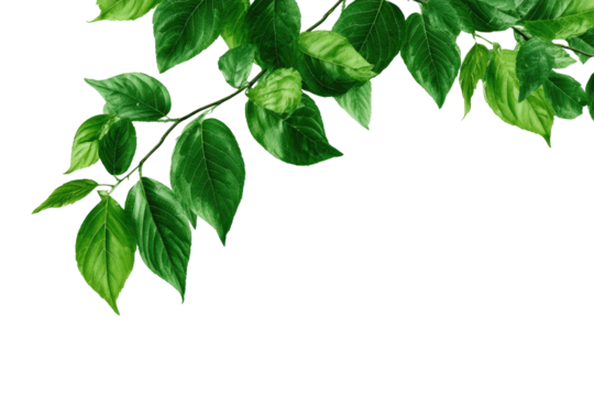 Lush green leaves branch against black