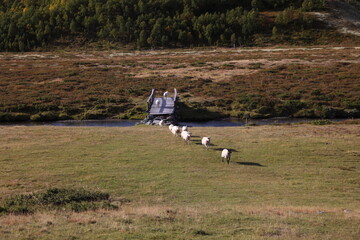 Fototapeta premium Sheep crossing a bridge in Rondane National Park Norway