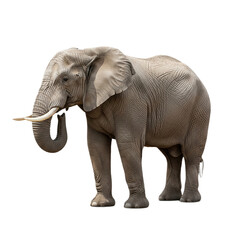 Obraz premium Elephant with transparent PNG background