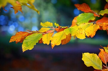 Beautiful colourful autumn leaves. Seasonal natural background. Fall time.