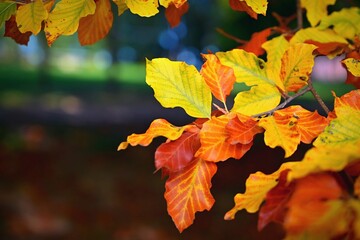 Beautiful colourful autumn leaves. Seasonal natural background. Fall time.