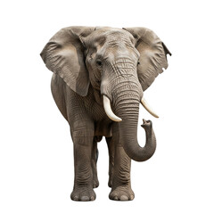 Fototapeta premium Elephant with transparent PNG background