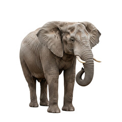 Fototapeta premium Elephant with transparent PNG background
