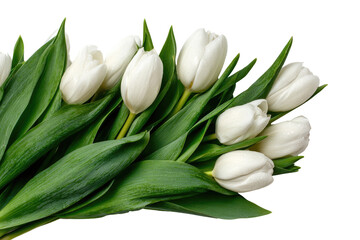 Close-up of a cluster of pristine white tulips with vibrant green foliage