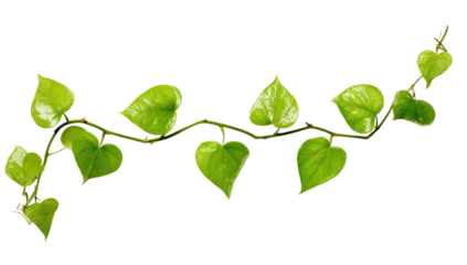 Green vine with heart-shaped leaves extends across image