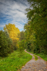 Fototapeta premium Winding path through vibrant autumn forest.
