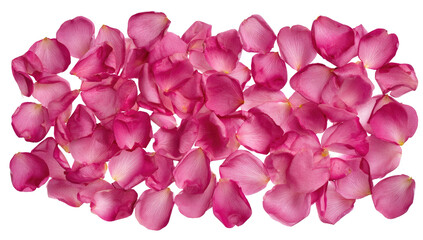 Pink rose petals densely packed