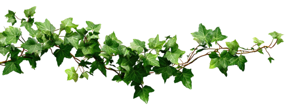 Lush green ivy branch