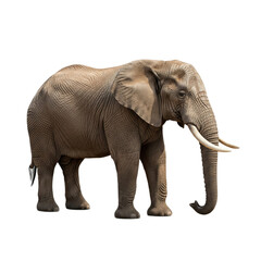 Fototapeta premium Elephant with transparent PNG background