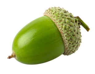 A single vibrant green acorn with a textured cap isolated on a black background