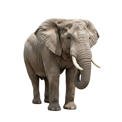Fototapeta premium Elephant with transparent PNG background