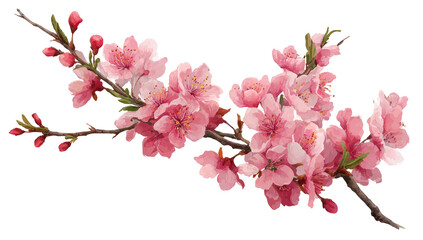 Obraz premium Delicate pink blossoms on a branch