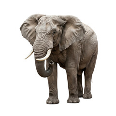 Fototapeta premium Elephant with transparent PNG background