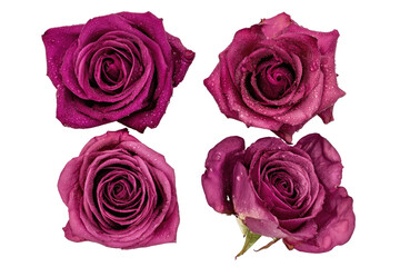 Four vibrant purple roses, close-up, showing intricate details and water droplets